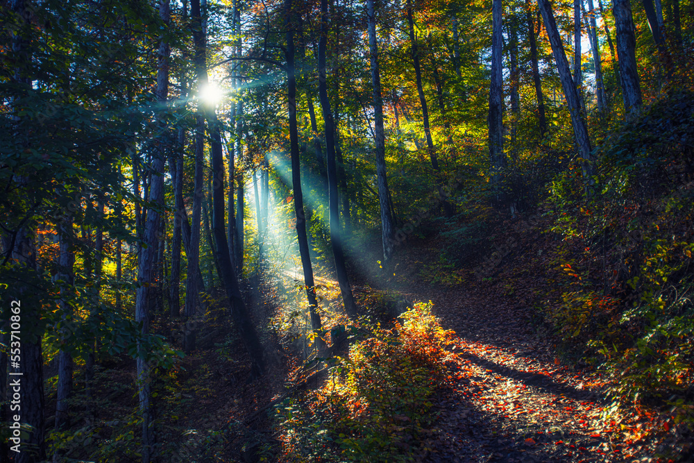 Fototapeta premium sun rays in misty autumn forest 