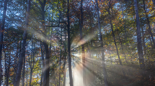 sun rays in misty autumn forest © babaroga