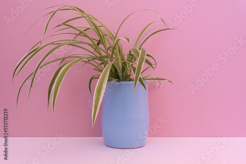 Charming cute home plant in a ceramic pot on the pink wall. Beautiful florarium in a pot. Houseplant Chlorophytum laxum.