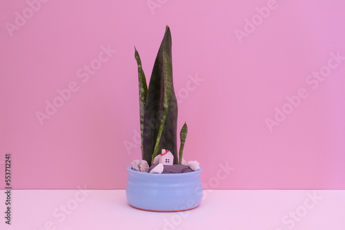 Charming cute home plant in a ceramic pot. Beautiful florarium in a pot. Home dracaena Sansevieria Black Coral. 