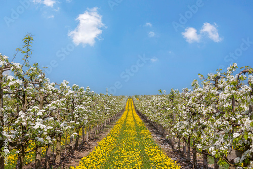 Blühende Obstbäume, Südpfalz