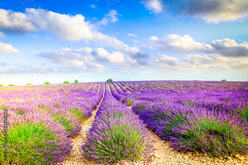 Landscape with long rows of lavender growing flowers field, Provence, France