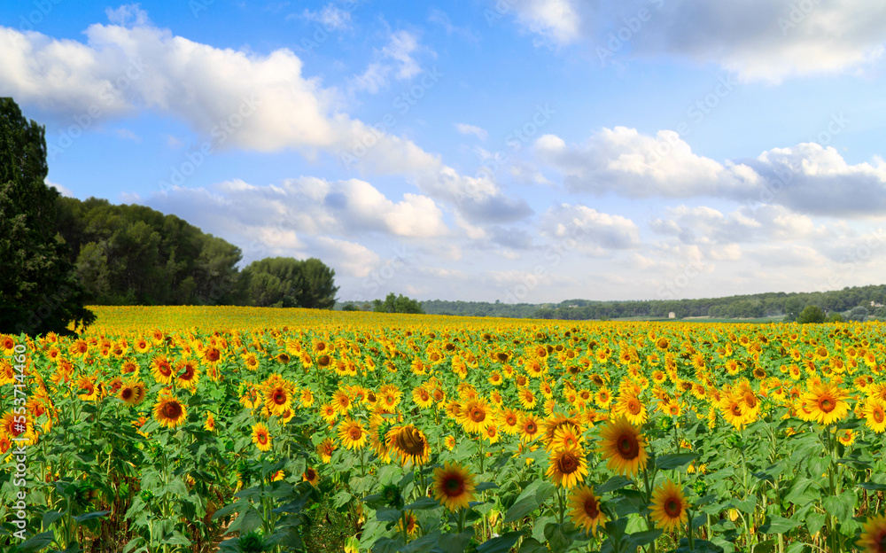 Field of sunflowers at bright summer day with blue sky, Provence, web banner