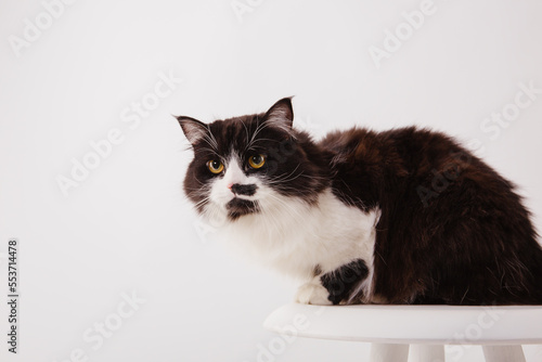 Beautiful fluffy cat isolated on white. Black and white cat with yellow eyes on white background