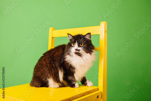 Fototapeta Naklejka Na Ścianę i Meble -  Beautiful cat on green background