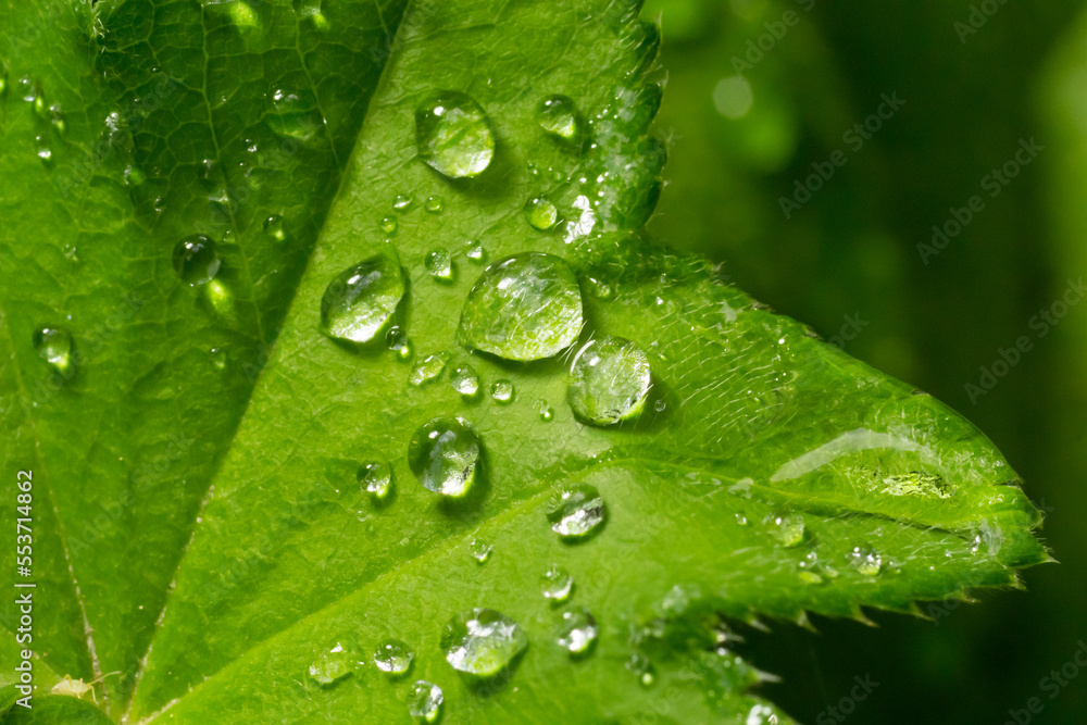 Large beautiful drops of transparent rain water on a green leaf macro. Drops of dew in the morning glow in the sun. Beautiful leaf texture in nature. Natural background Large beautiful drops of transparent rain water on a green leaf macro. Drops of dew in the morning glow in the sun. Beautiful leaf texture in nature. Natural background