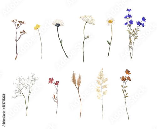 Dried flowers, pressed flowers, wildflowers bouqets. Png illustration with transparent background.