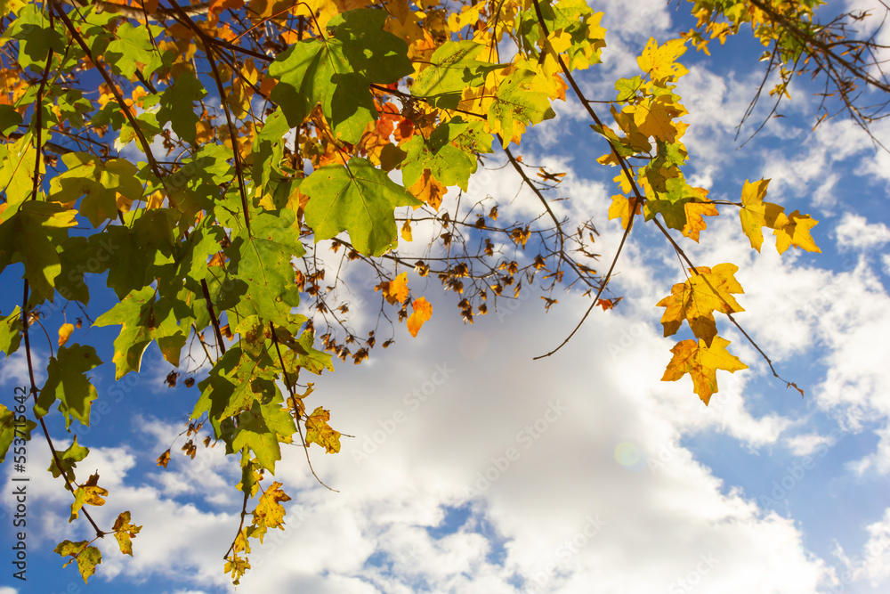 multicolored beech leaves on the branch in autumn against a blue sky in a sunny day multicolored beech leaves on the branch in autumn against a blue sky in a sunny day