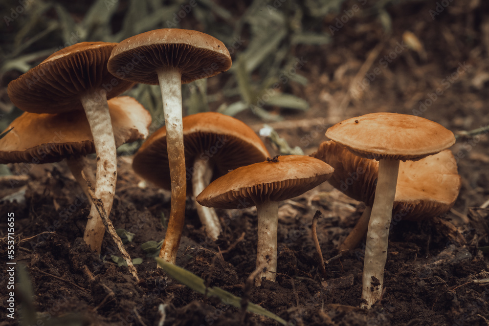 Fototapeta premium mushrooms in the forest