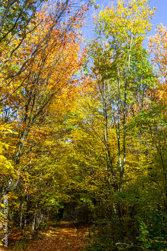 Yellow-green leaves of an autumn tree against a blue sky