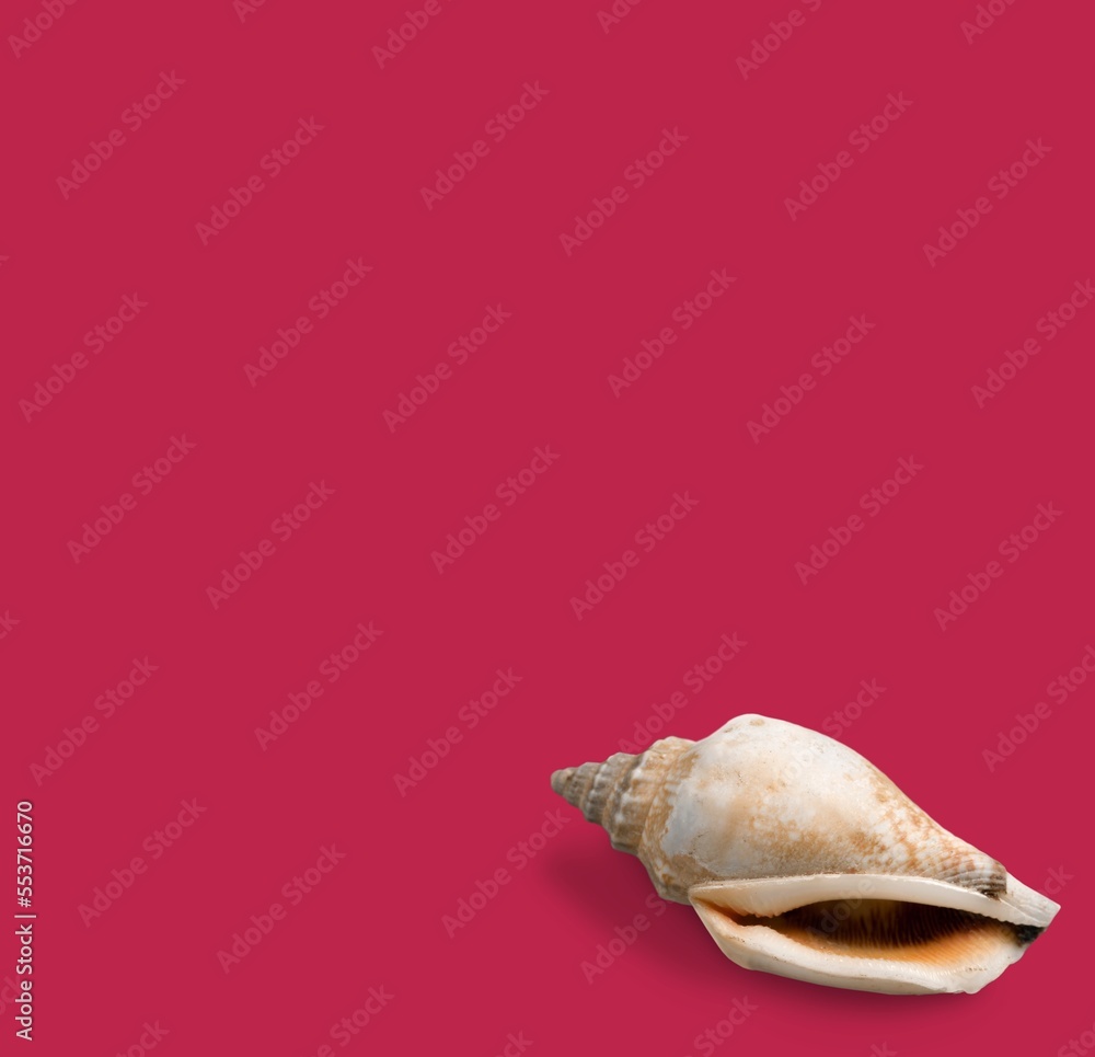 Beautiful sea shell on color background