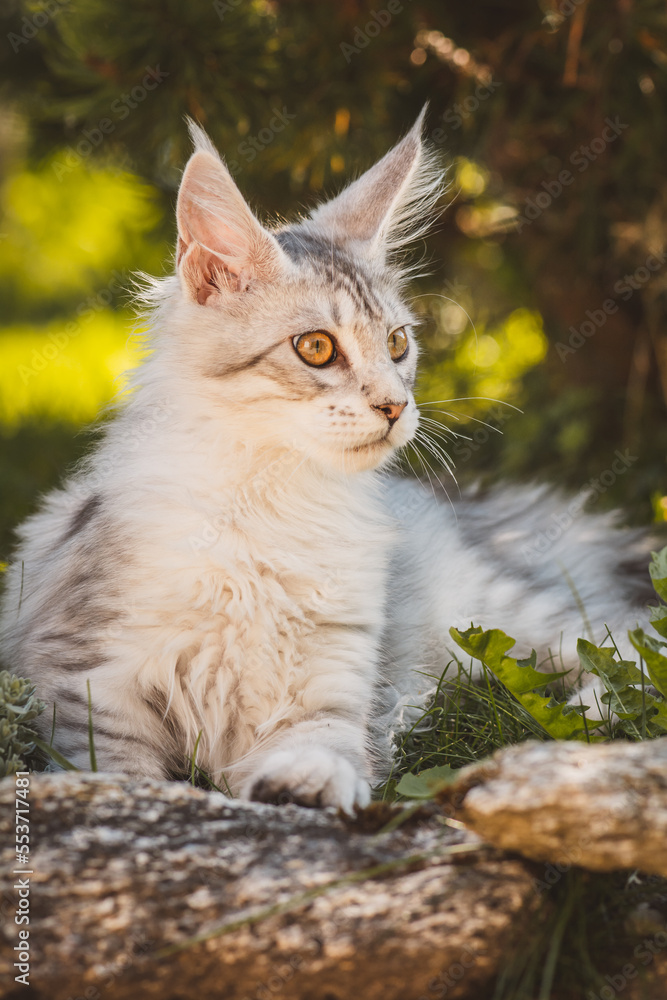 Main Coon Katze