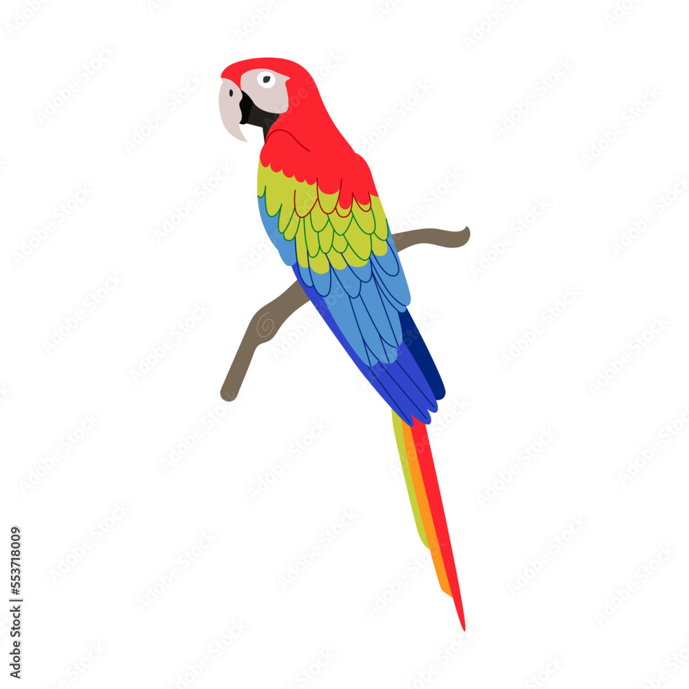 Multicolored macaw parrot. Bright tropical exotic bird cartoon vector illustration. Summer wildlife, Polynesian fauna isolated on white