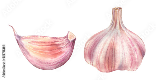 Watercolor garlic. Set of two design elements: purple whole and a small clove. Realistic botanical painting with fresh spices. Hand drawn food illustration