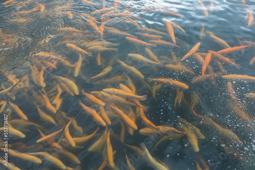 Rainbow trout swims in the water at a fish farm, fish farming photo