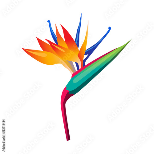 Polynesian or Caribbean exotic flower vector illustration. Drawing of wild Hawaiian plant isolated on white background