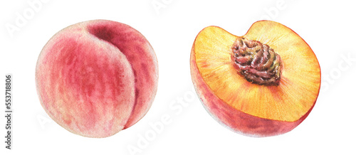 Watercolor set with two peaches. Realistic half and whole fruits. Botanical hand-painted illustration for food label design