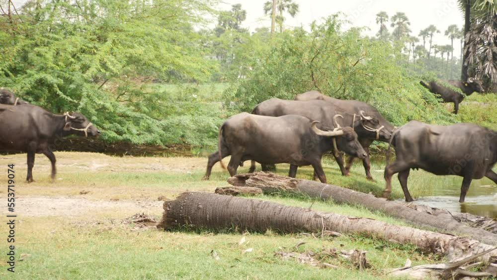 Buffalos walking into a shallow water trees behind them Buffalos walking into a shallow water trees behind them