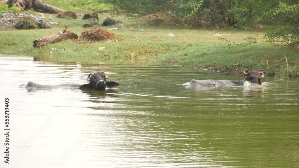 Buffalos in a river with only their heads out Buffalos in a river with only their heads out