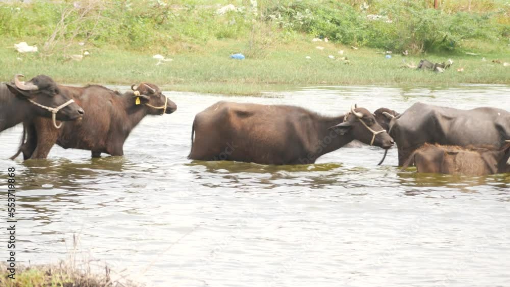 Buffalos with rope tied to their neck moving on a line in the river Buffalos with rope tied to their neck moving on a line in the river