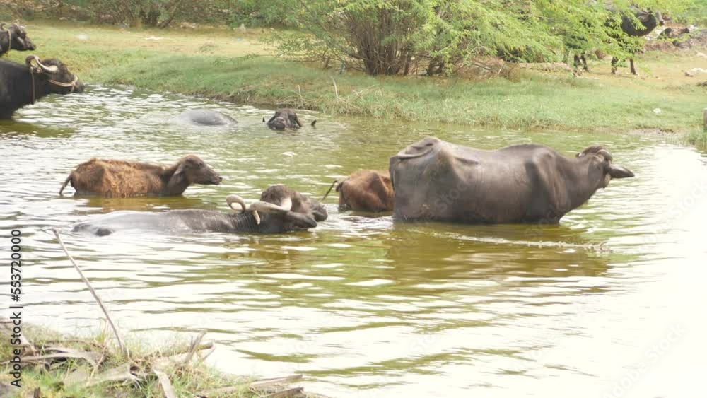 Buffalos and rams swimming in a shallow river Buffalos and rams swimming in a shallow river