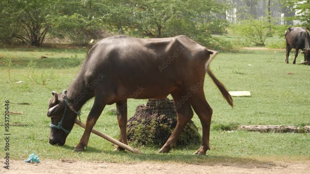 Side view of a buffalo that has a stick tied to it's neck feeding on green grass Side view of a buffalo that has a stick tied to it's neck feeding on green grass