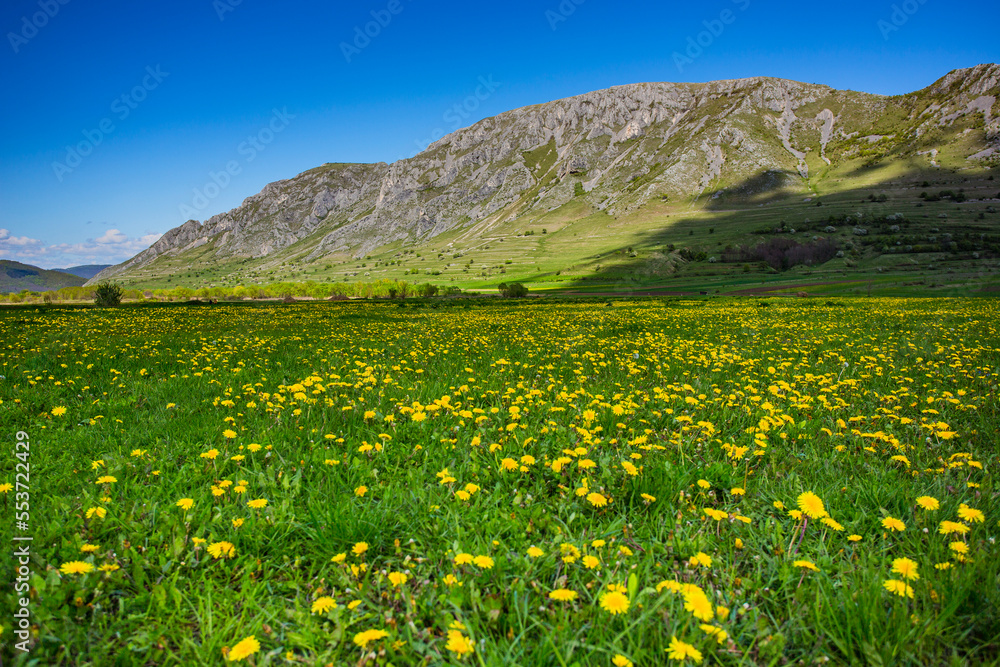 Green field with yellow spring flowers infront of  Piatra Secuiului (Szekelyko) Mountain in the Romanian Carpathians