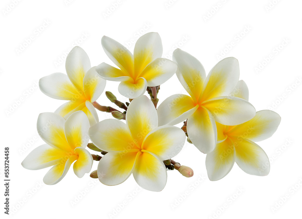 Frangipani flower isolated on transparent png Frangipani flower isolated on transparent png