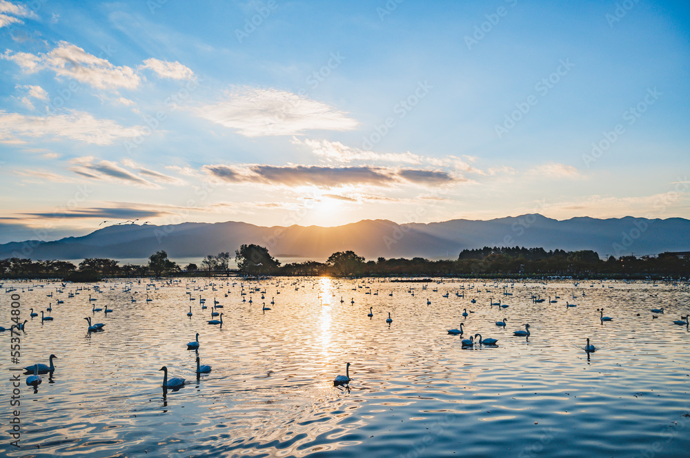 Naklejka premium 新潟 朝の瓢湖