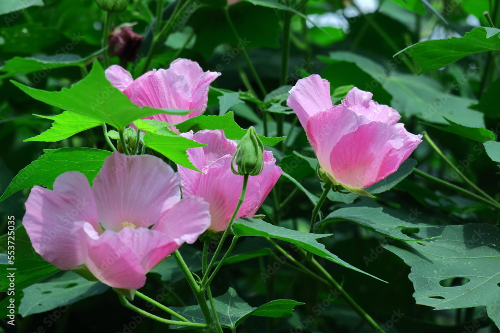 日本の美を象徴する花