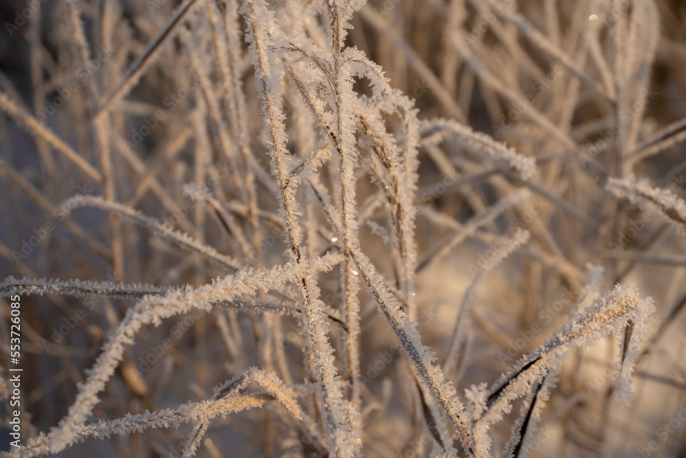 Fototapeta premium macro trawa, chwasty zimą, macro grass, weeds in winter, plants in winter,