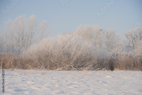 Wallpaper Mural zimowy krajobraz, zimowe drzewa,  zaszronione drzewa,  winter landscape, winter trees, frosted trees  Torontodigital.ca