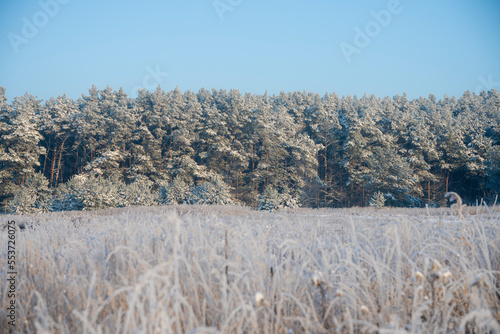 Zimowy las, las zimą, zaśnieżone drzewa 