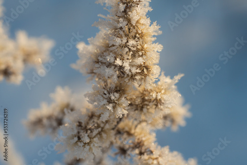 macro trawa, chwasty zimą, macro grass, weeds in winter, plants in winter, © Follow the Sun