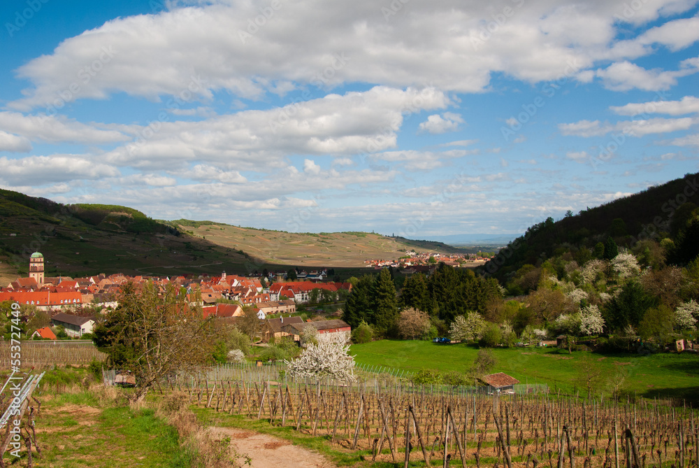 Petit vallon en pente à proximité de Kaysersberg vignoble regroupant vergers et parcelle de vignes, CEA, Alsace, Vosges, Grand Est, France