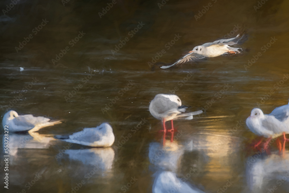 Digital painting of Black-Headed Gulls on a frozen pond during winter. Non breeding adult Black Headed Gull Digital painting of Black-Headed Gulls on a frozen pond during winter. Non breeding adult Black Headed Gull