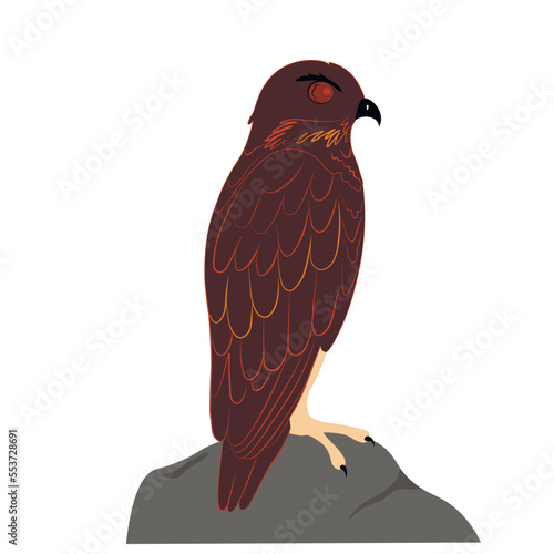 Falcon vector stock illustration. Hawk. Bird close-up sitting. Isolated on a white background. photo