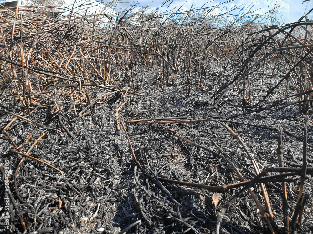 Ashes Leaves Burned Forest Fire Wildfire Burning Tree Ashes Leaves Burned Forest Fire Wildfire Burning Tree