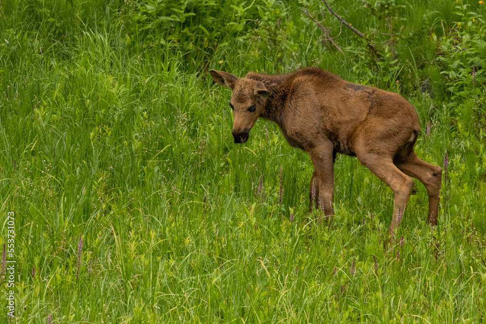 Fototapeta premium Bashful Baby Moose With Grassy Copy Space