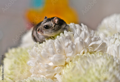 Djungarian hamster on a large white chrysanthemum flower. photo