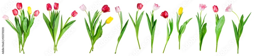collection of tulip flowers isolated on transparent background collection of tulip flowers isolated on transparent background