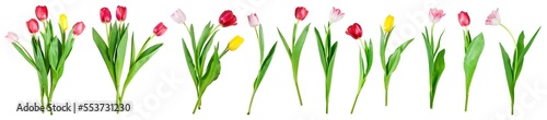 collection of tulip flowers isolated on transparent background #553731230