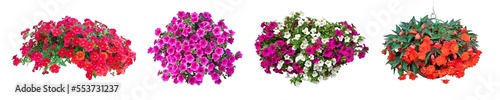 Photo collection of petunia flowers isolated on transparent background