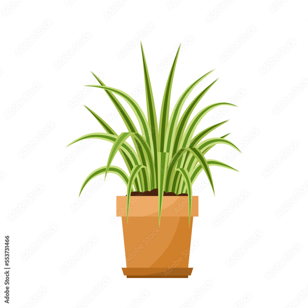 Vector illustration, spider plant or Chlorophytum in flower pot, isolated on white background. Vector illustration, spider plant or Chlorophytum in flower pot, isolated on white background.