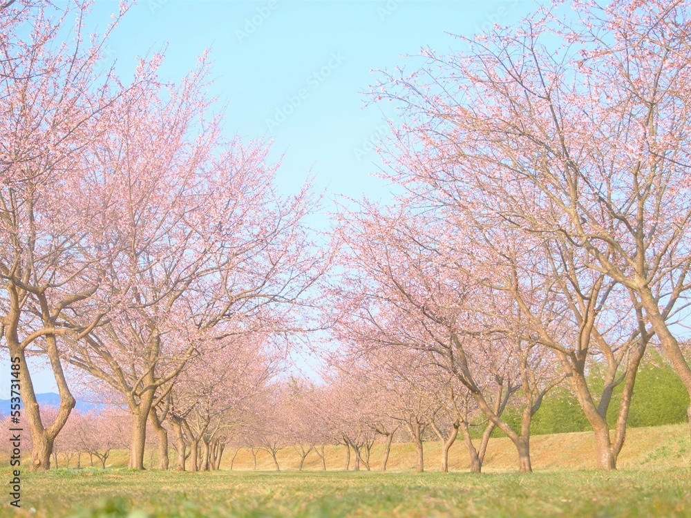 alley of blooming cherry blossoms  