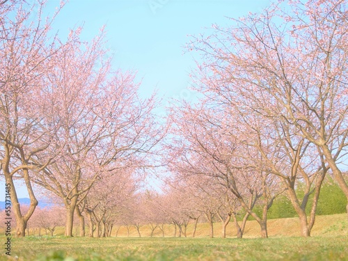 alley of blooming cherry blossoms  