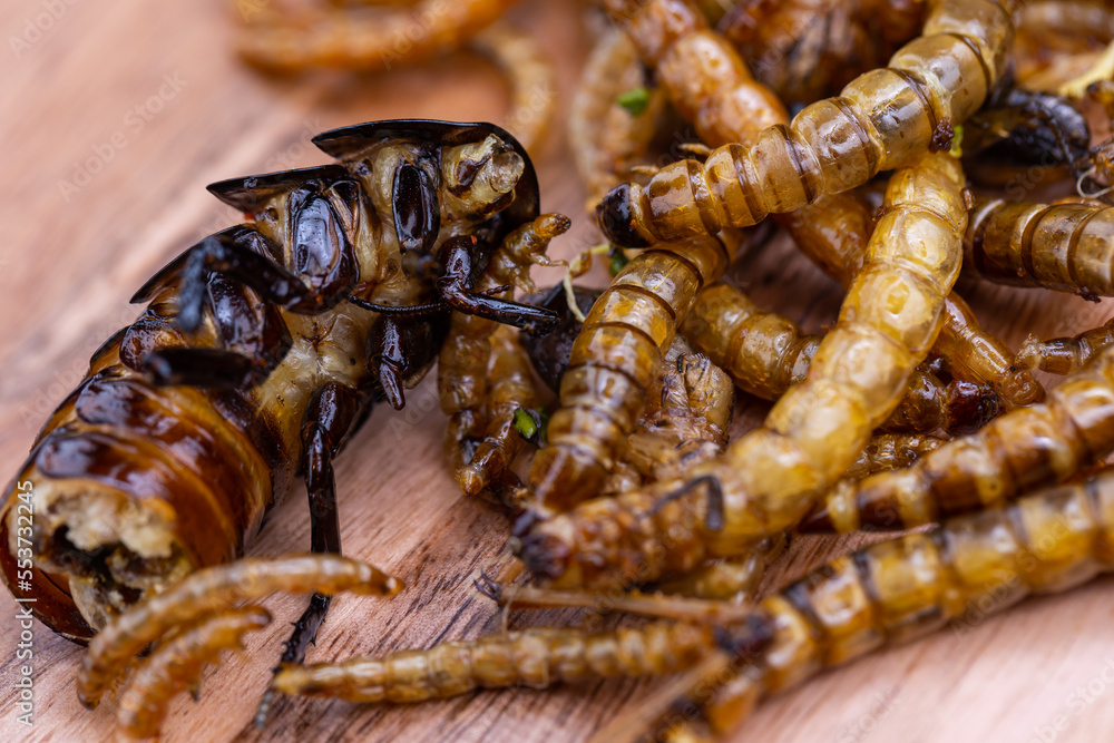 Fried wood grubs, mealworms and cockroach on a wooden chopping board. Fried insects as a source of protein in the diet. Fried wood grubs, mealworms and cockroach on a wooden chopping board. Fried insects as a source of protein in the diet.