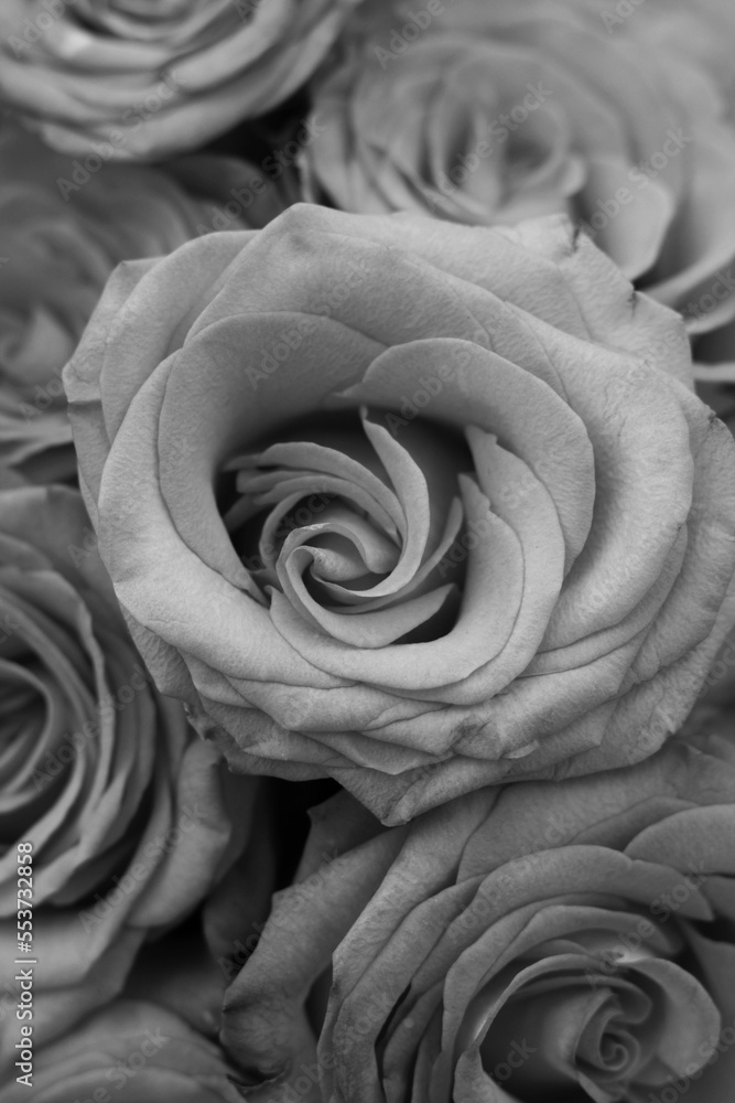 Obraz premium black and white rose