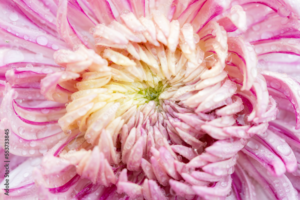 Obraz premium central of lilac chrysanthemum flower close up