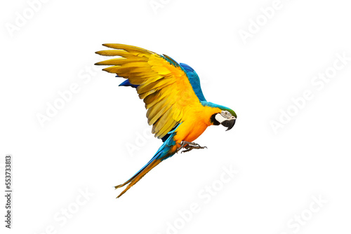 Colorful Blue and gold macaw parrot flying isolated on transparent background.